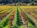 Fall Vineyard