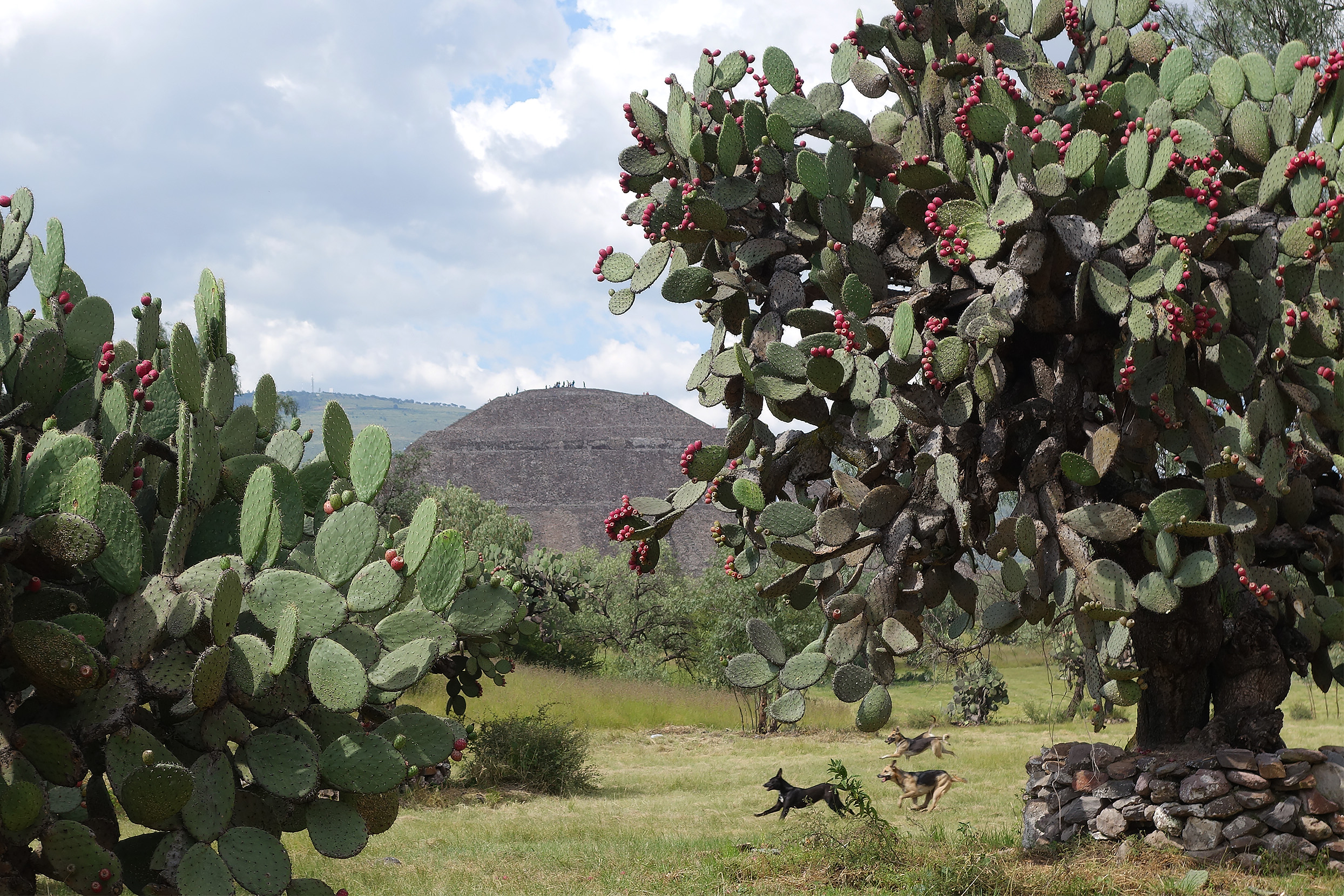 Canes Teotihuacanos